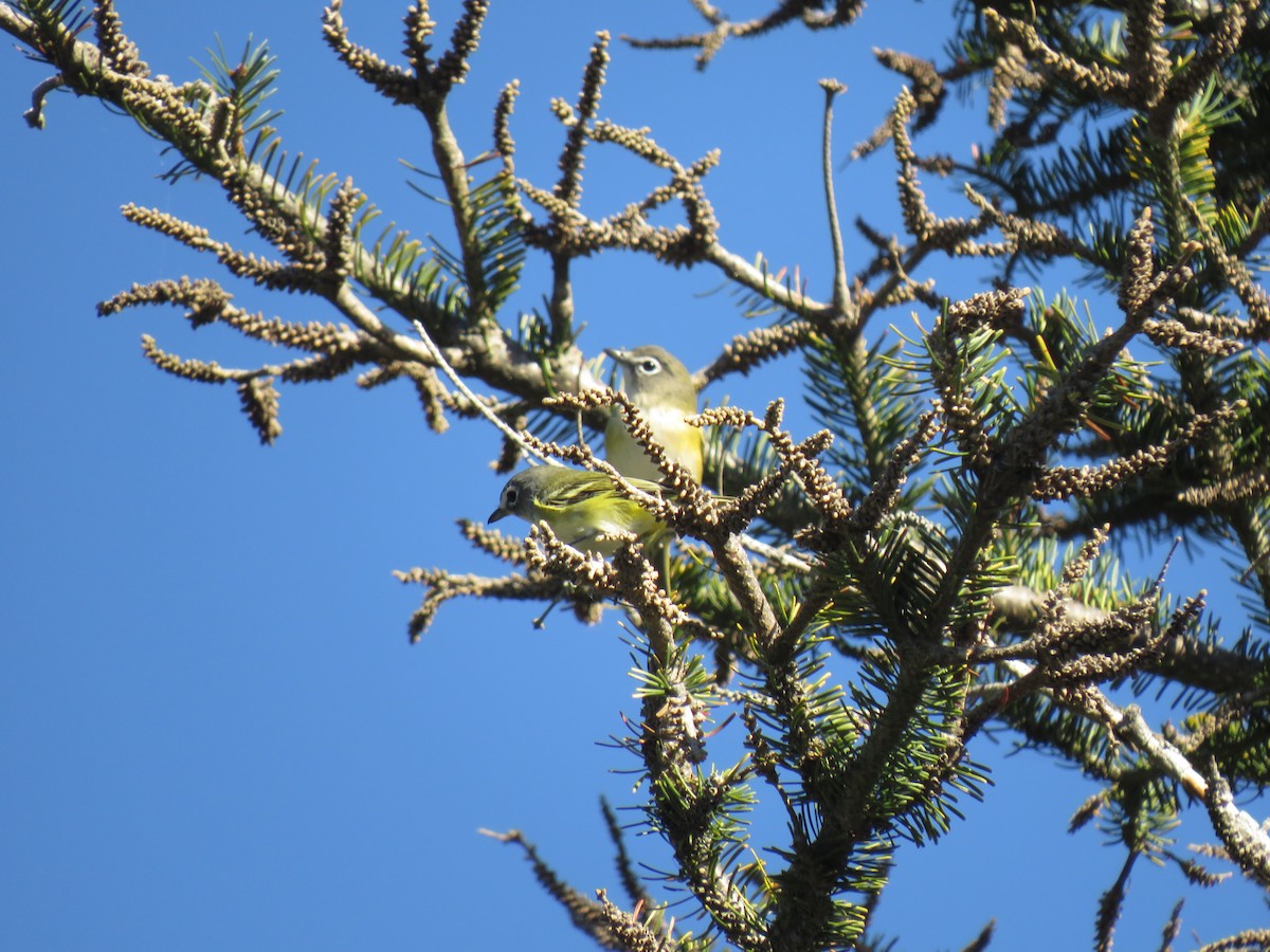 Blue-headed Vireo - ML263365041