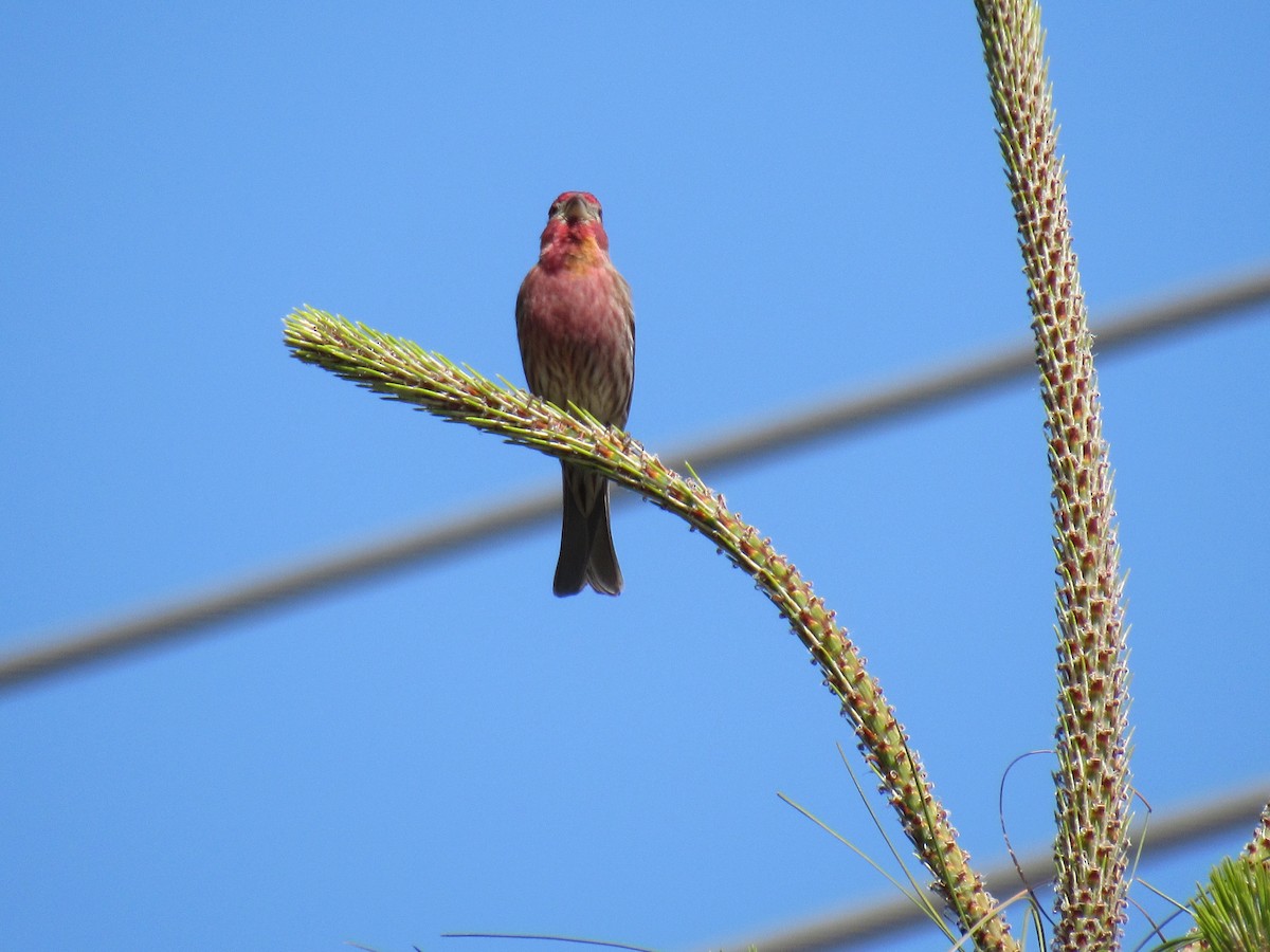 House Finch - ML26336681