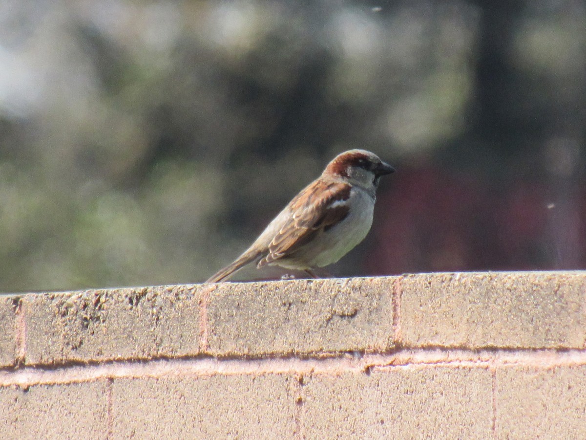 Оронгийн бор шувуу - ML26336691