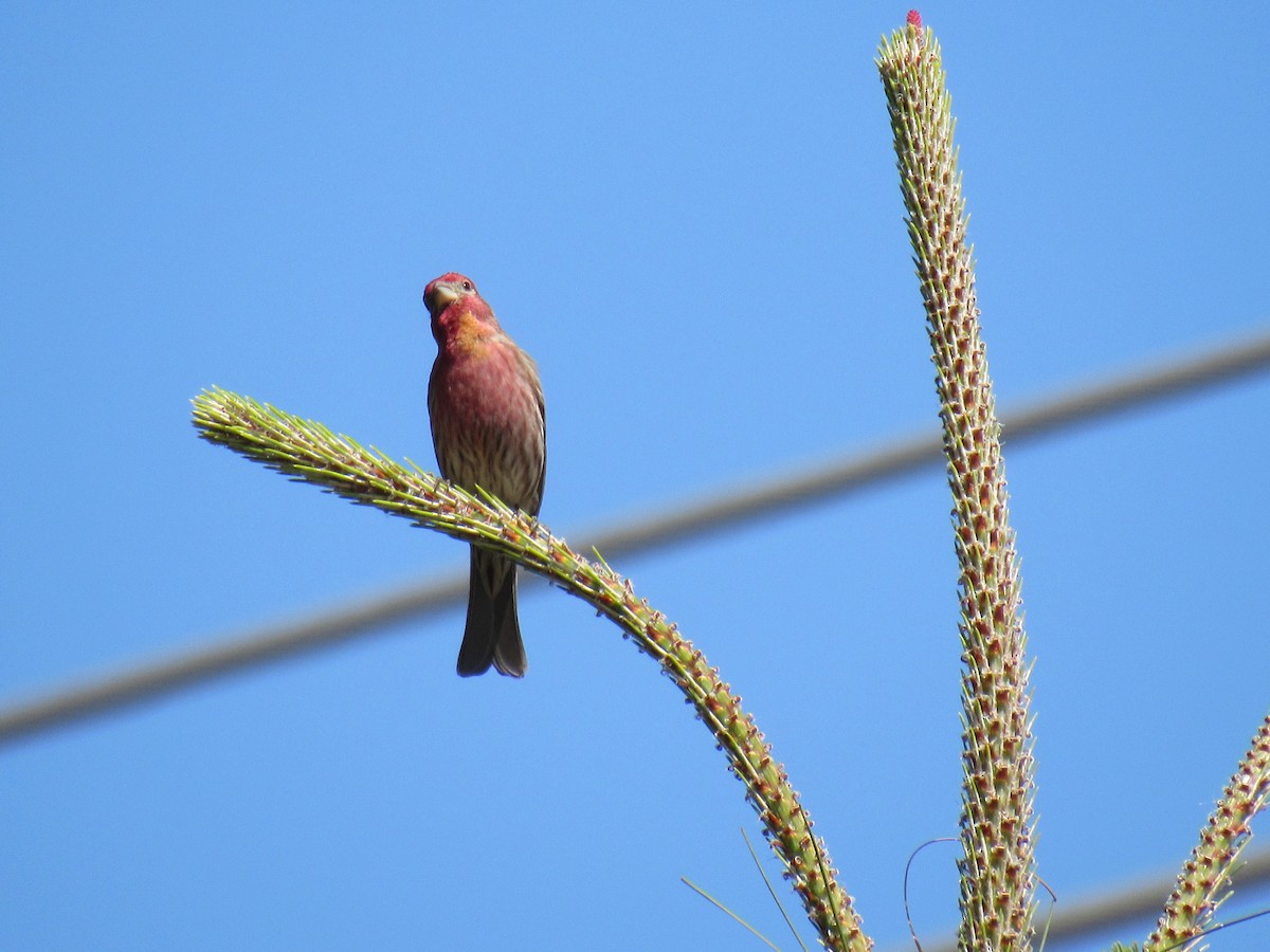 House Finch - ML26336701