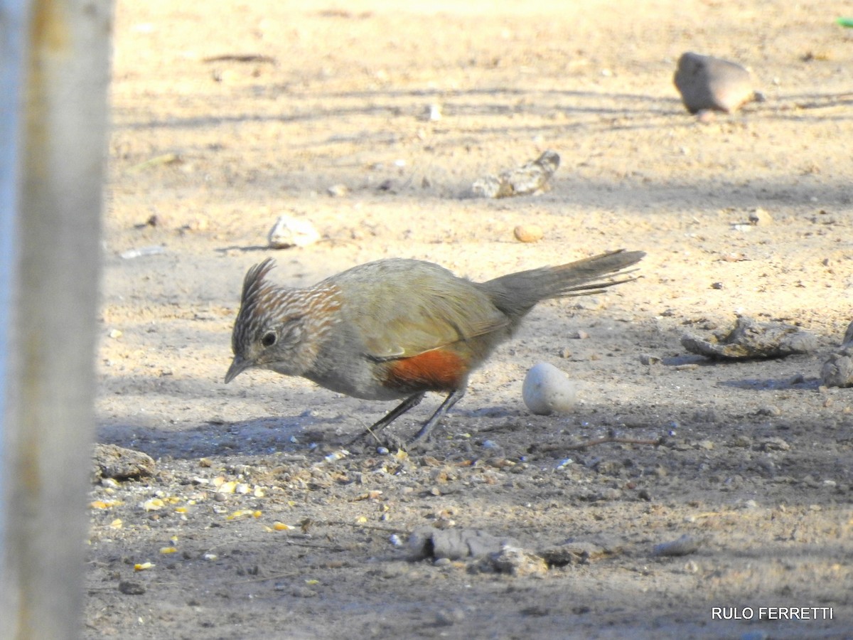 Crested Gallito - feliciano osvaldo ferretti