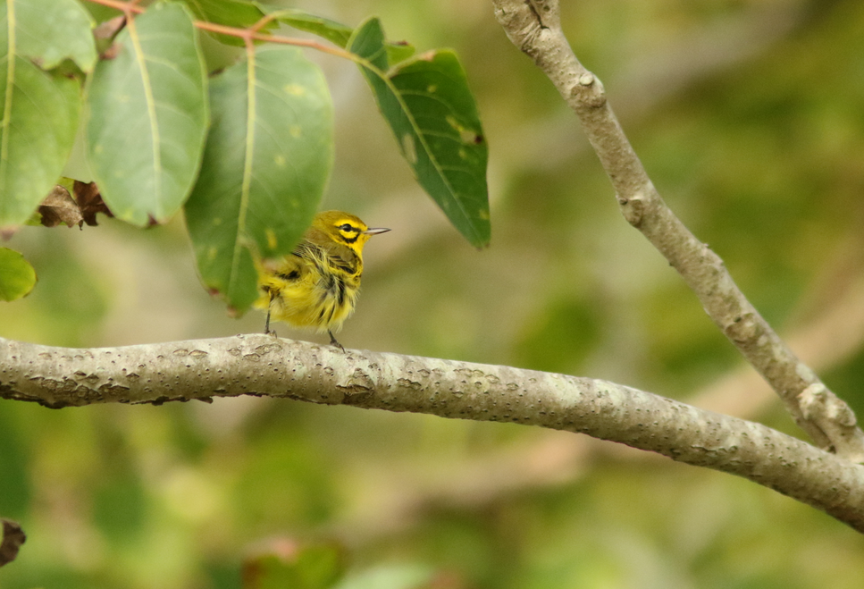 Prairie Warbler - Shane Blodgett