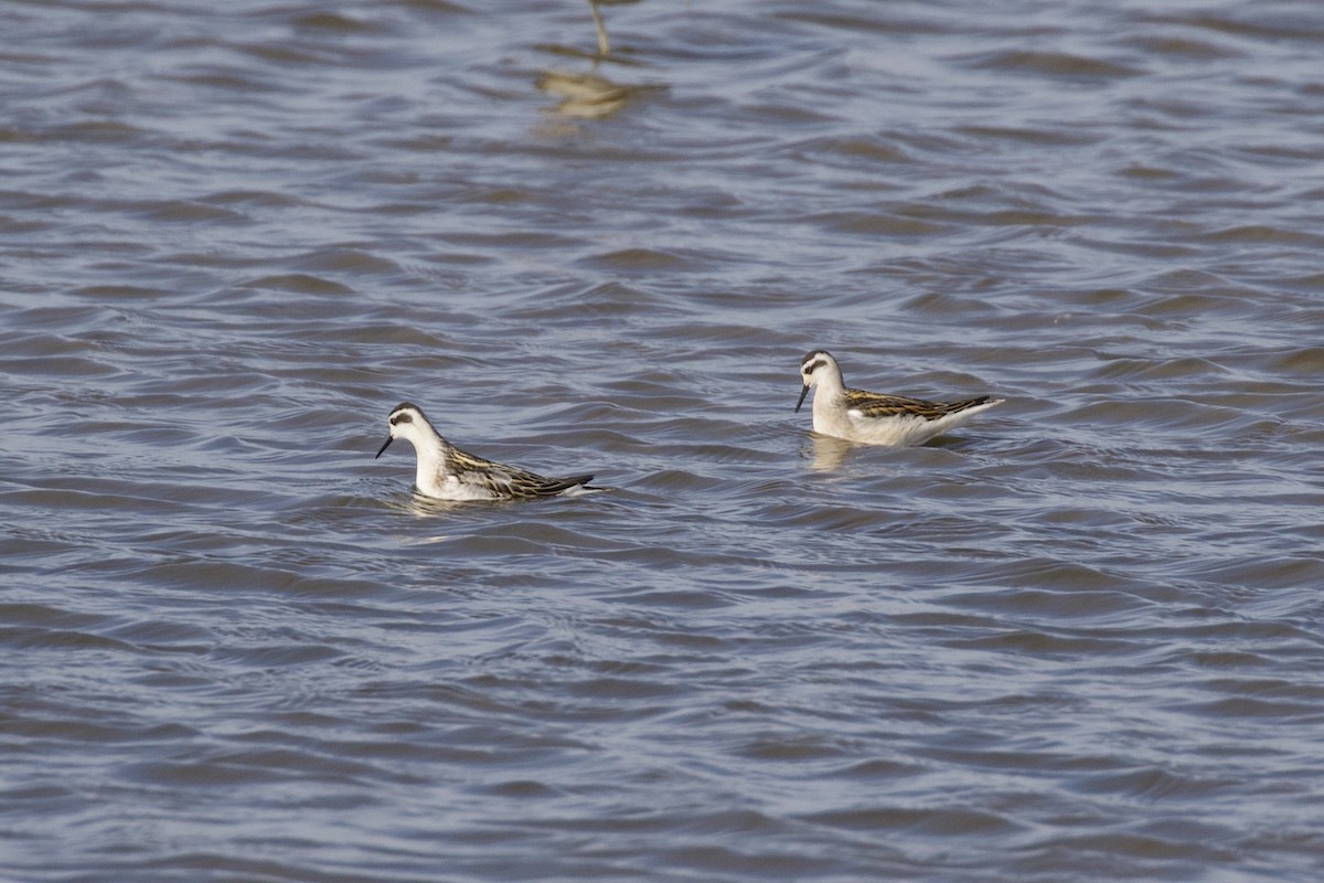 Red-necked Phalarope - ML263371541