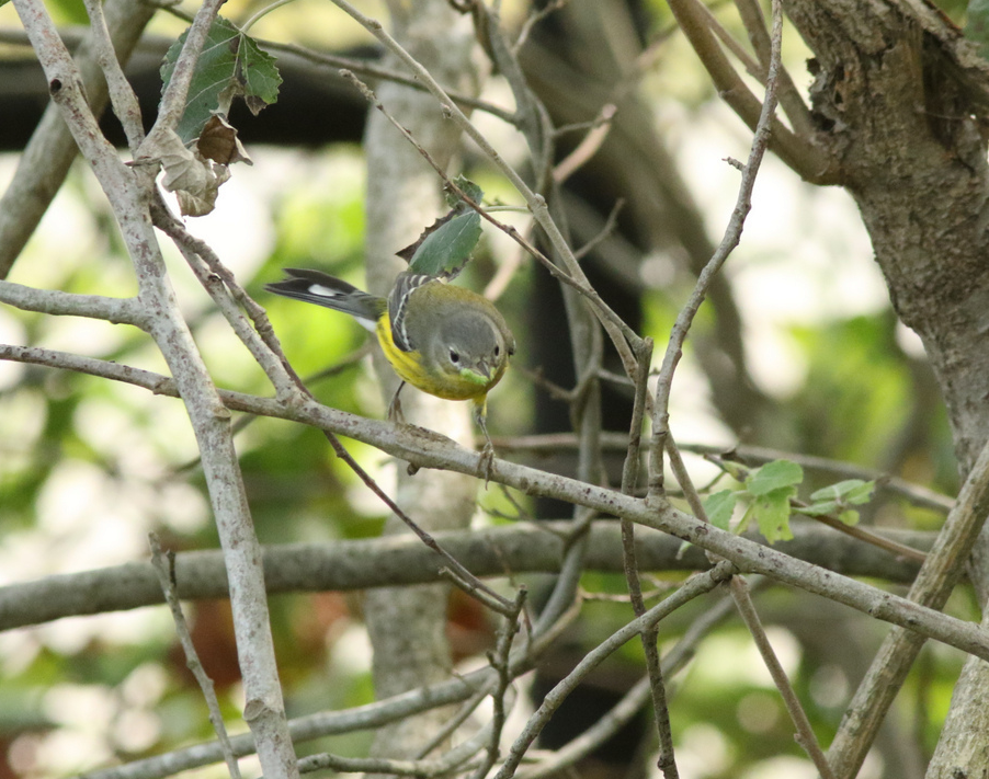 Magnolia Warbler - Shane Blodgett