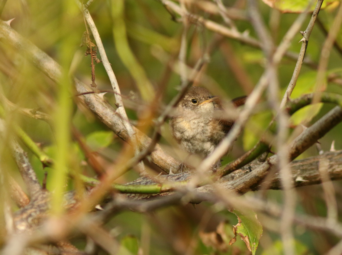 Northern House Wren - ML263371961