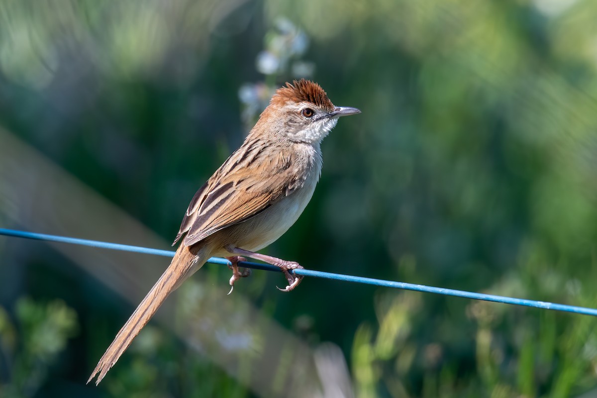 Tawny Grassbird - ML263372491