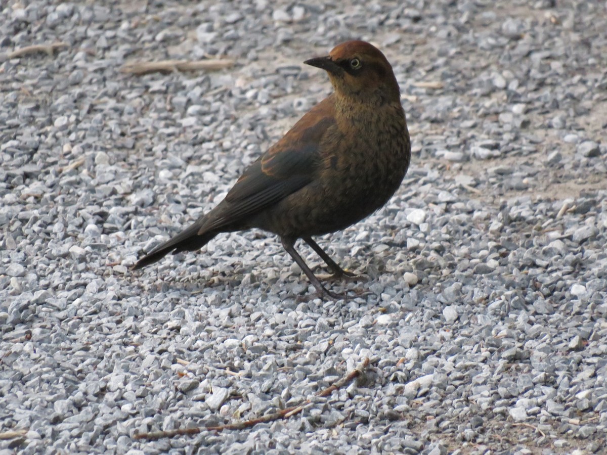 Rusty Blackbird - ML263373271