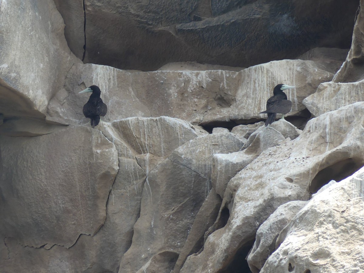 Brown Booby - ML263374901
