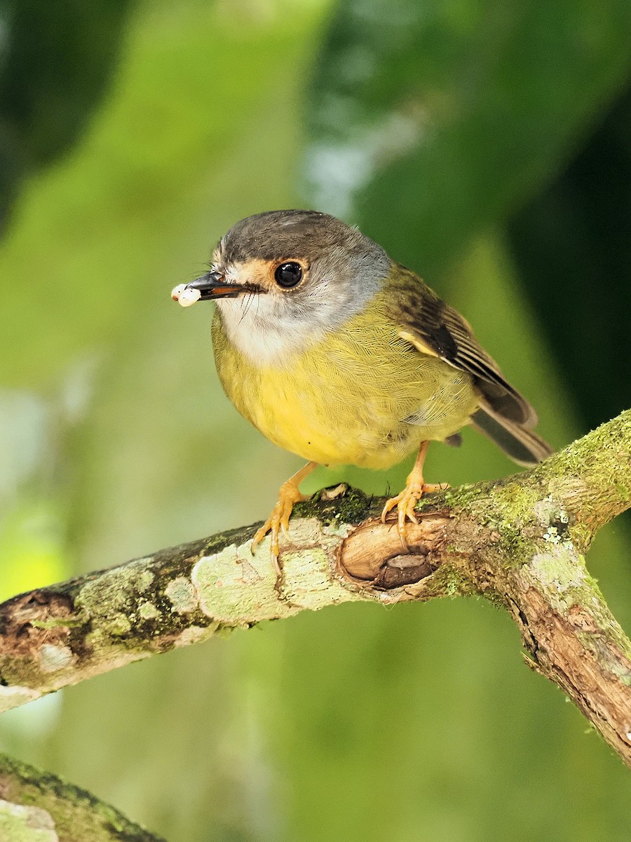 Pale-yellow Robin - ML263375021