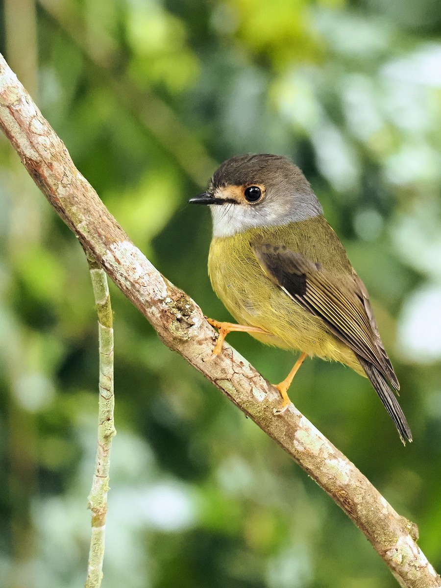 Pale-yellow Robin - ML263375031