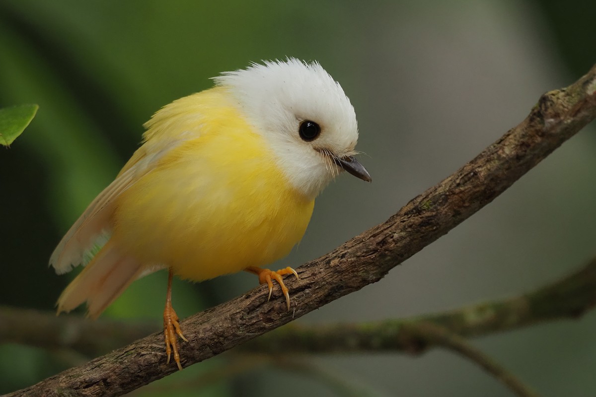 Pale-yellow Robin - ML263376241