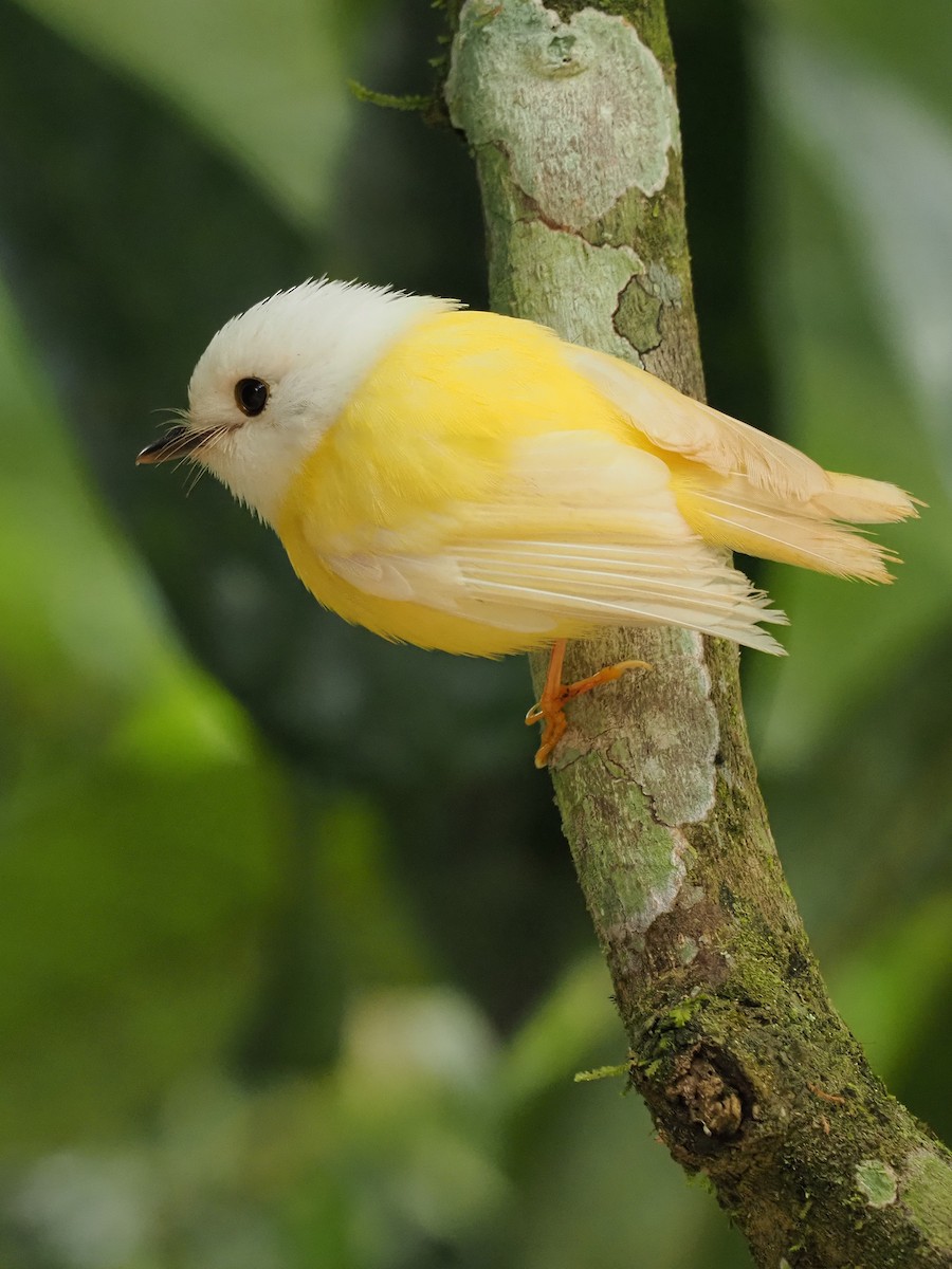 Pale-yellow Robin - ML263376271