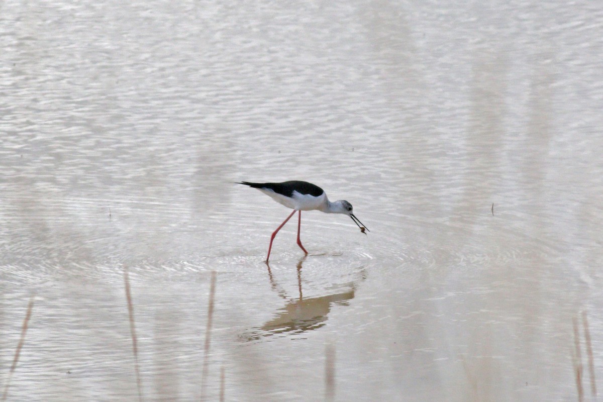 Black-winged Stilt - ML263379071