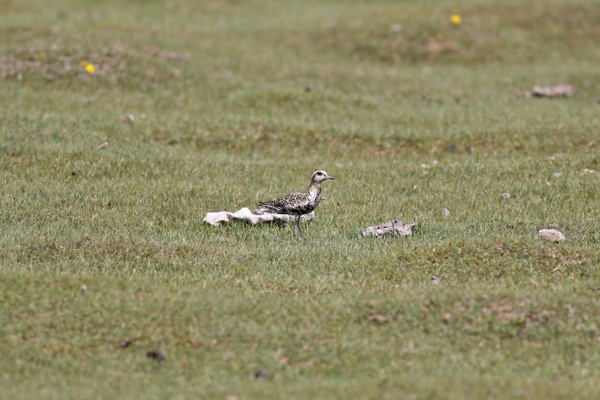 Pacific Golden-Plover - ML263379091