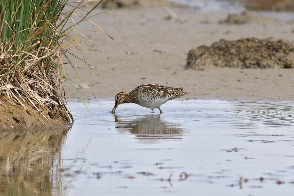 Common Snipe - ML263379131