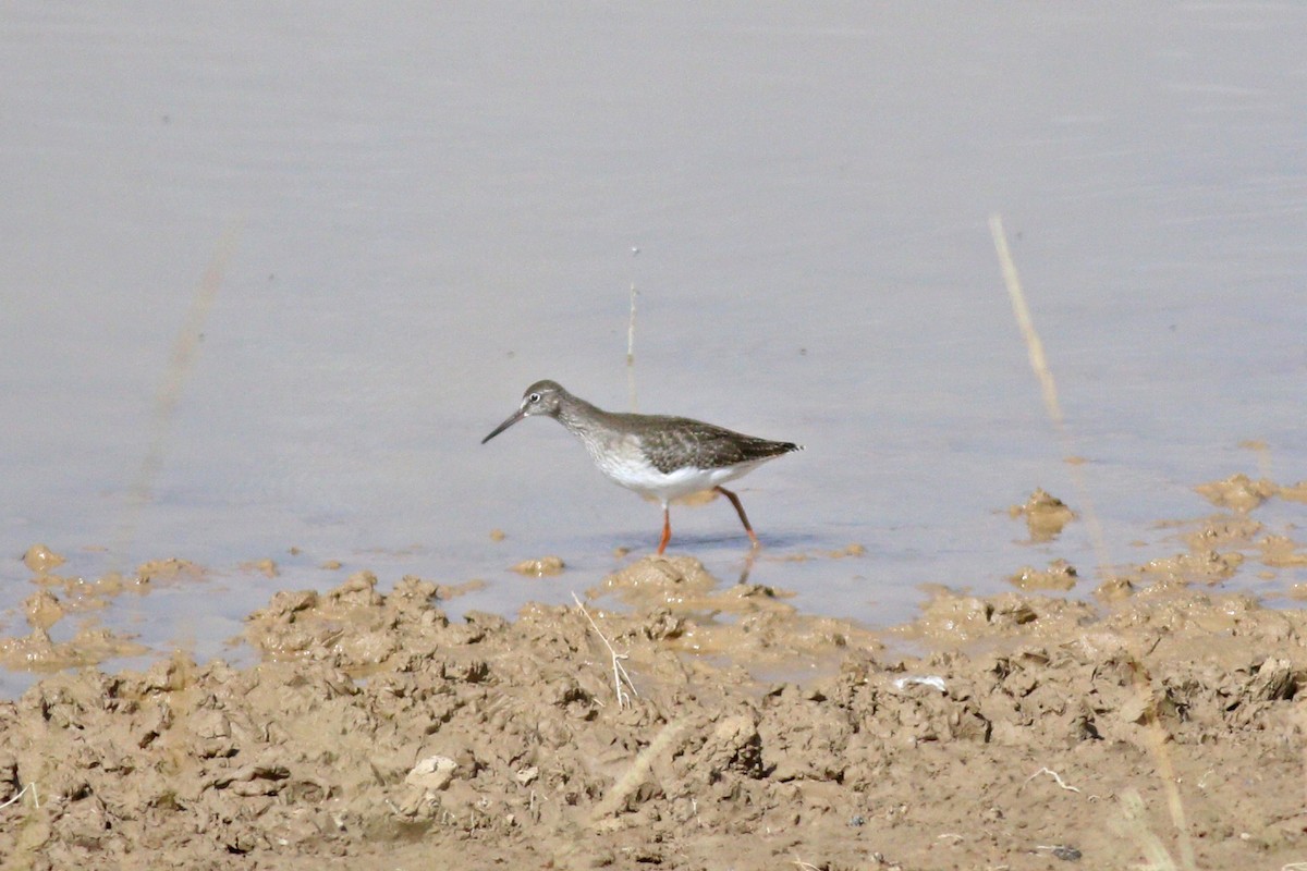 Common Redshank - ML263379141