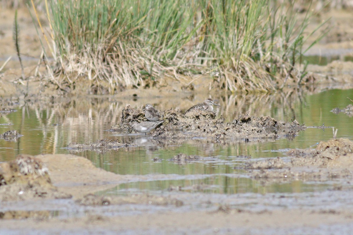 Dunlin - ML263380251