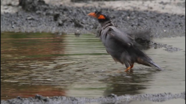 Bank Myna - ML263381781