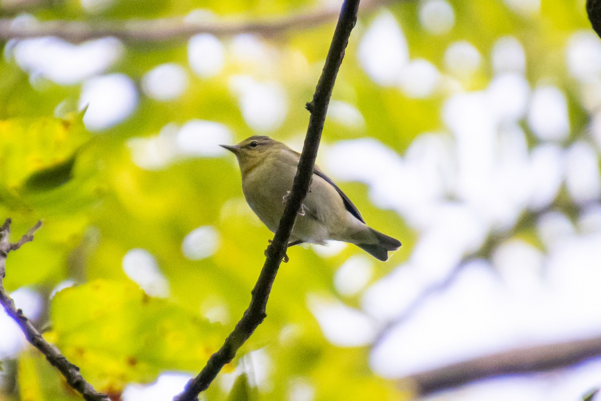 Tennessee Warbler - ML263381881