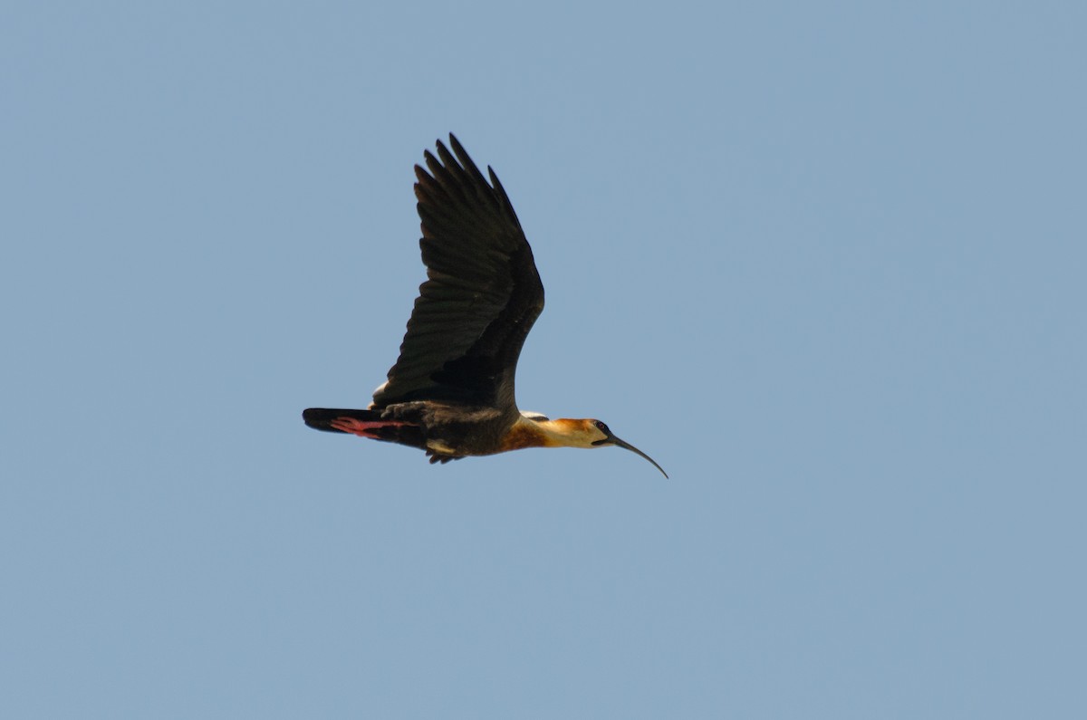 ibis bělokřídlý - ML263383221