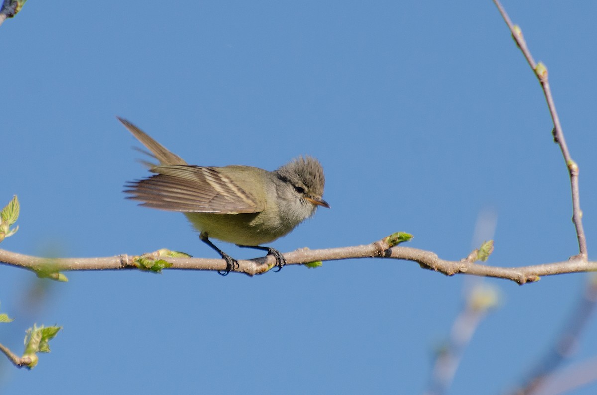 Southern Beardless-Tyrannulet - ML263383391