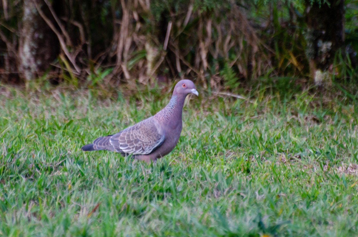 Picazuro Pigeon - Marcos Eugênio Birding Guide