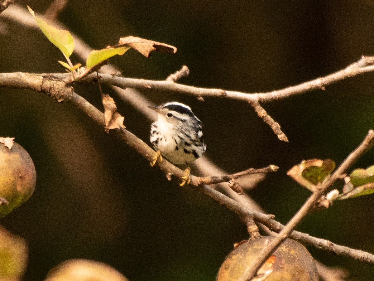 Black-and-white Warbler - ML263385821