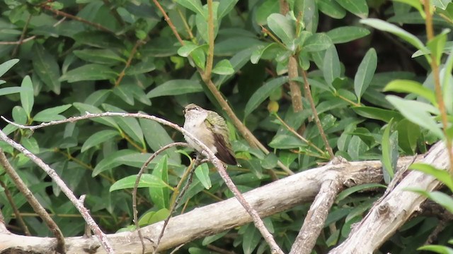 Colibri à gorge noire - ML263385971