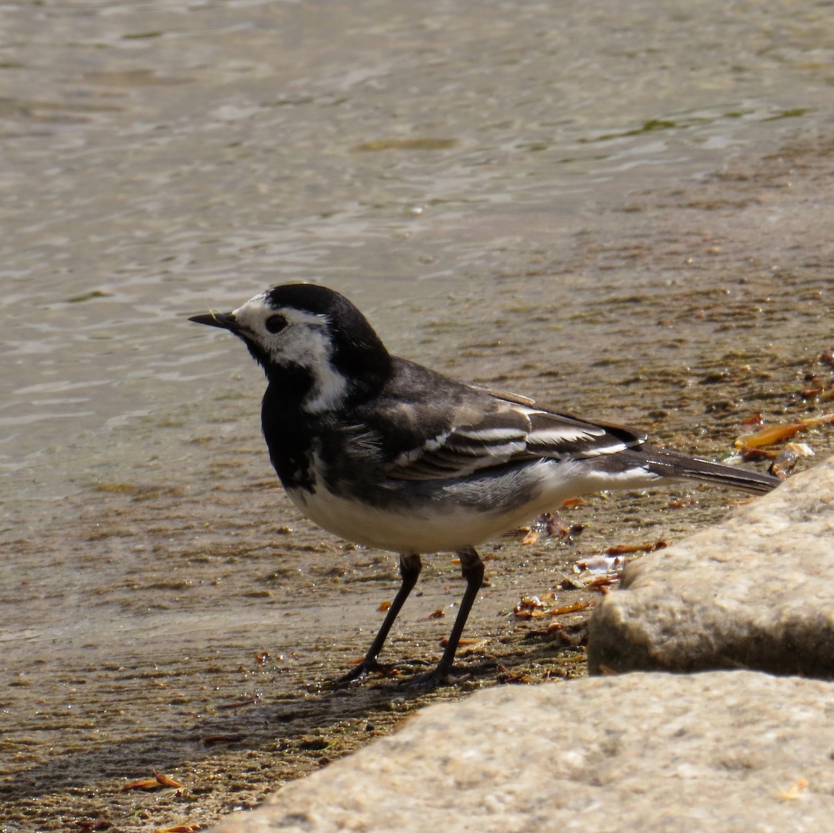 White Wagtail - Charlotte Morris