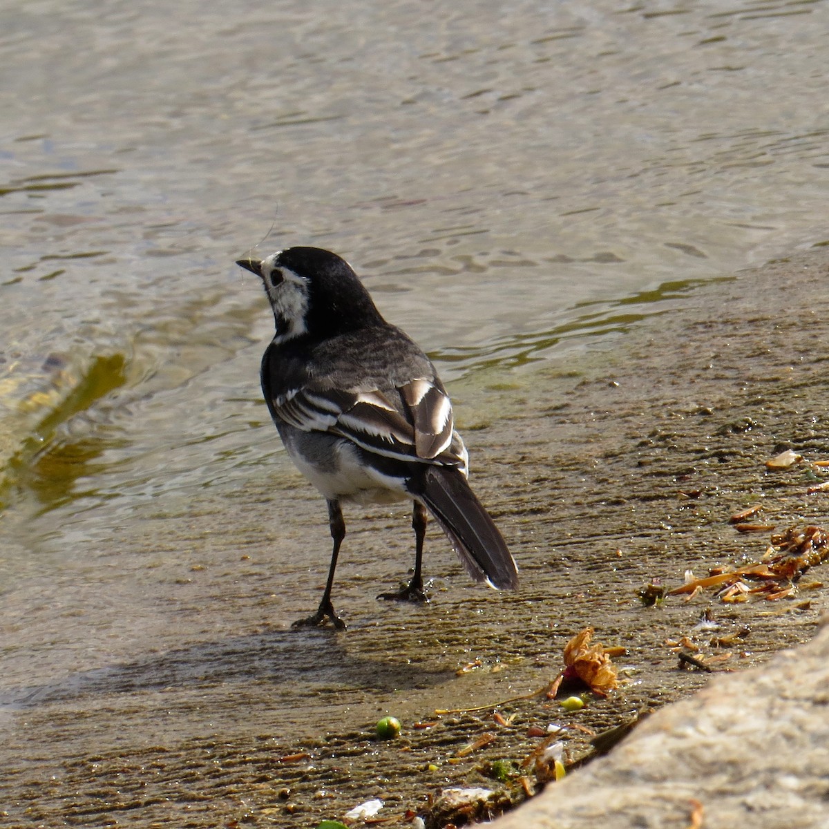 White Wagtail - Charlotte Morris