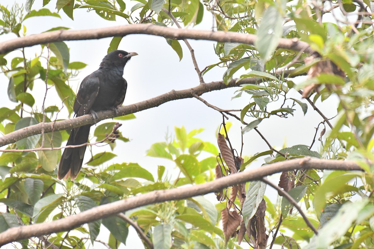 Asian Koel - ML263389011