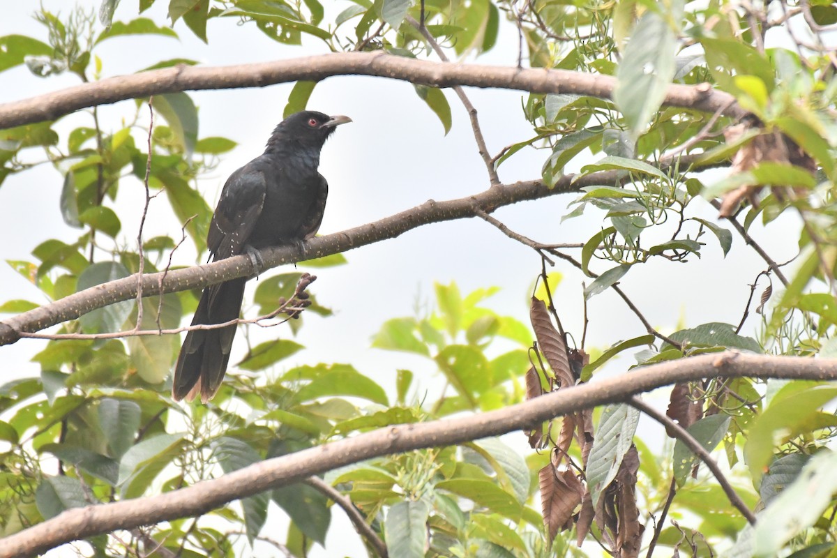 Asian Koel - ML263389031