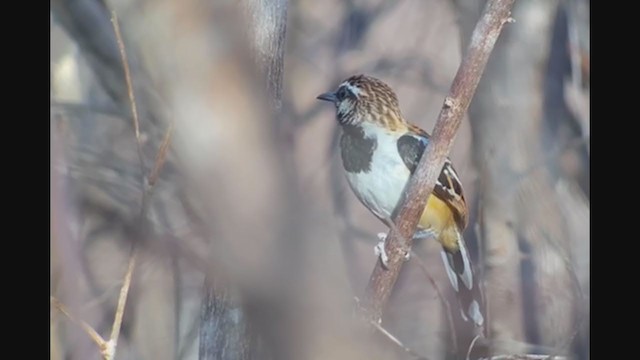 Stripe-backed Antbird - ML263389251