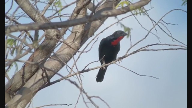 Scarlet-throated Tanager - ML263390051