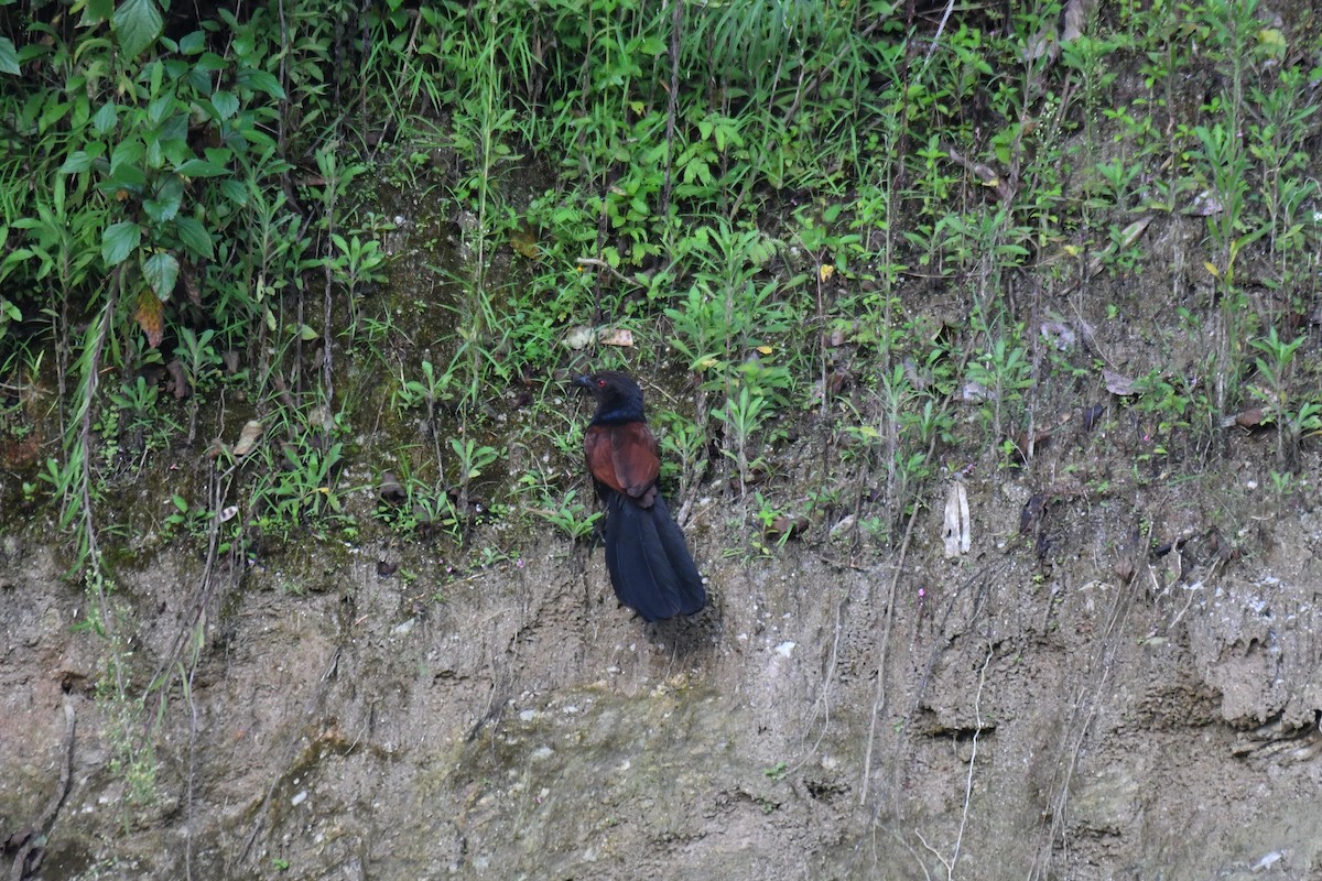 Greater Coucal - ML263390181