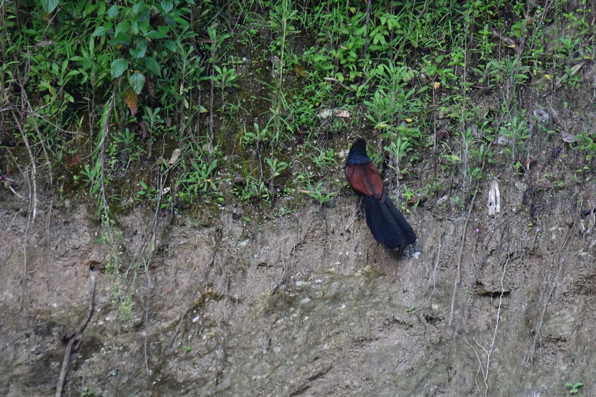 Grand Coucal - ML263390201