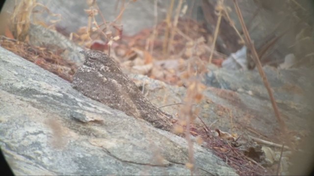 Pygmy Nightjar - ML263390351