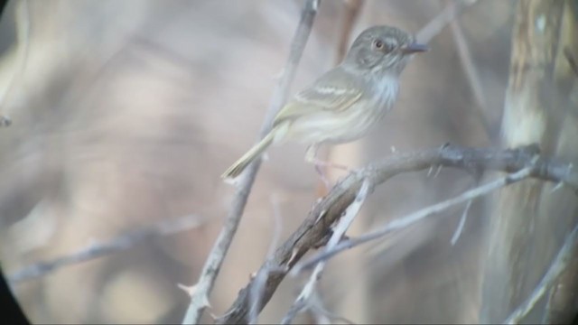 Pearly-vented Tody-Tyrant - ML263390521