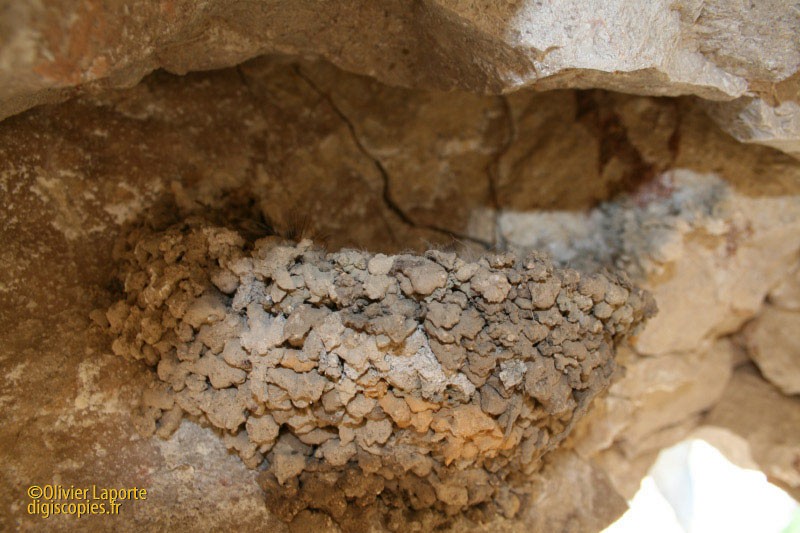 Eurasian Crag-Martin - ML263391421