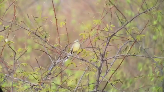 Bahia Wagtail-Tyrant - ML263391931