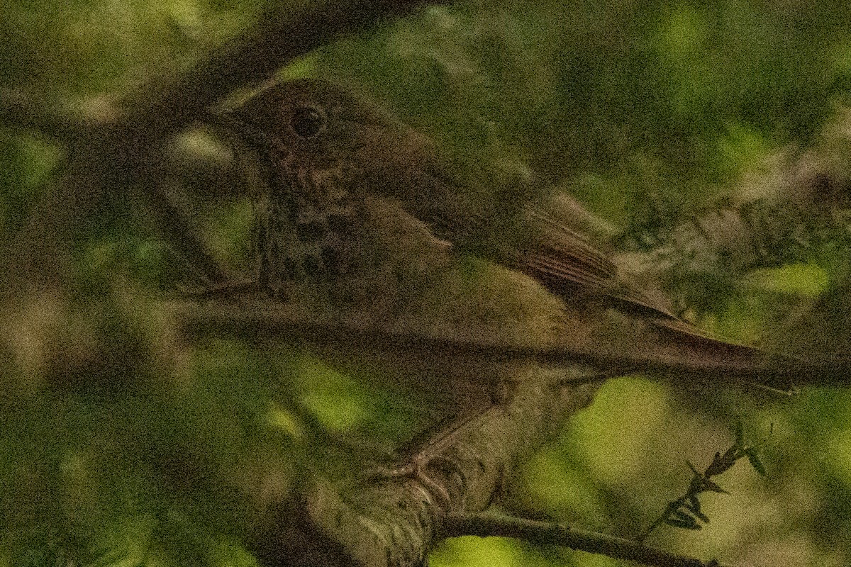 Hermit Thrush - ML263393021