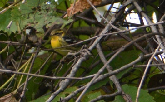 Blackburnian Warbler - ML263393441