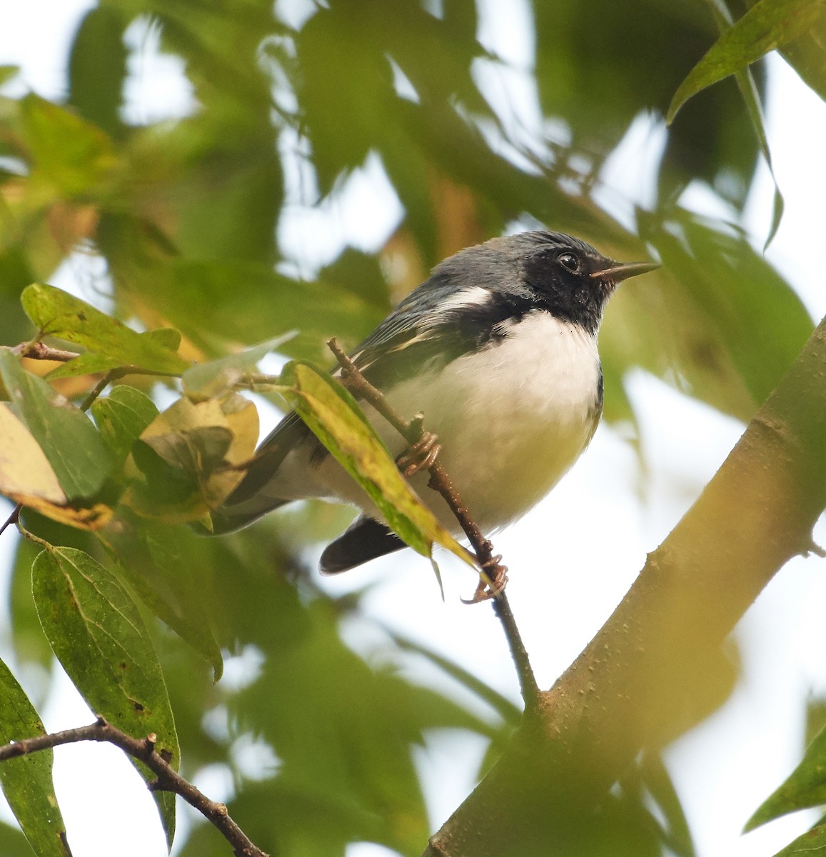 Black-throated Blue Warbler - ML263393591