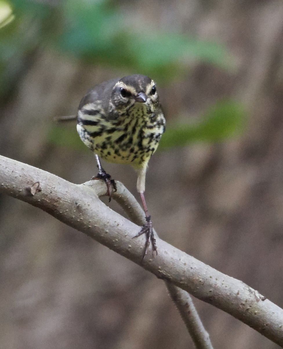 Northern Waterthrush - ML263393631