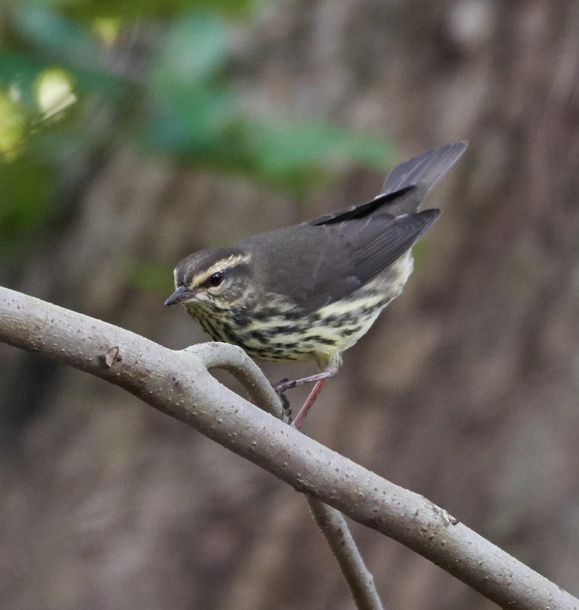 Northern Waterthrush - ML263393641