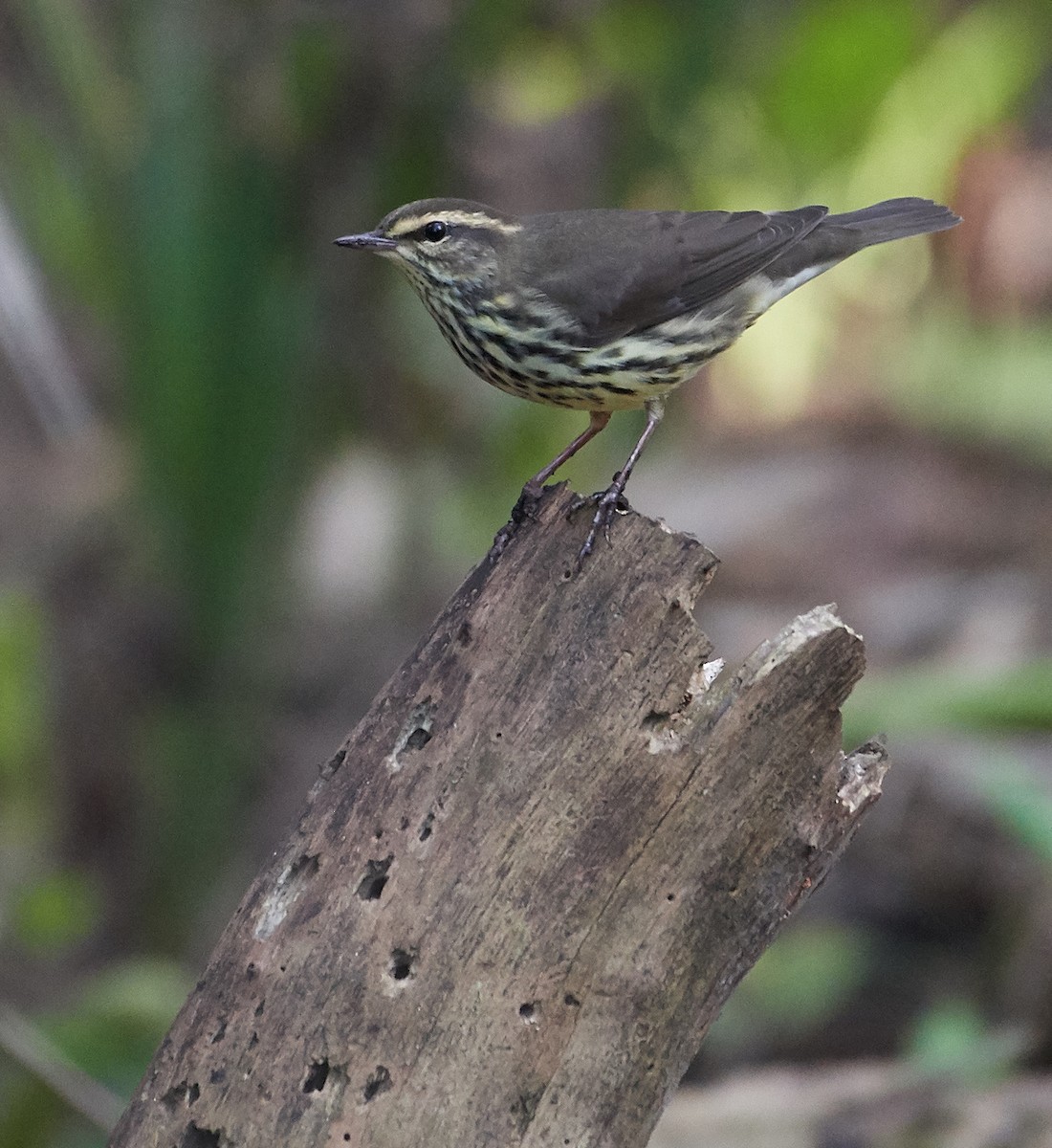 Northern Waterthrush - ML263393681