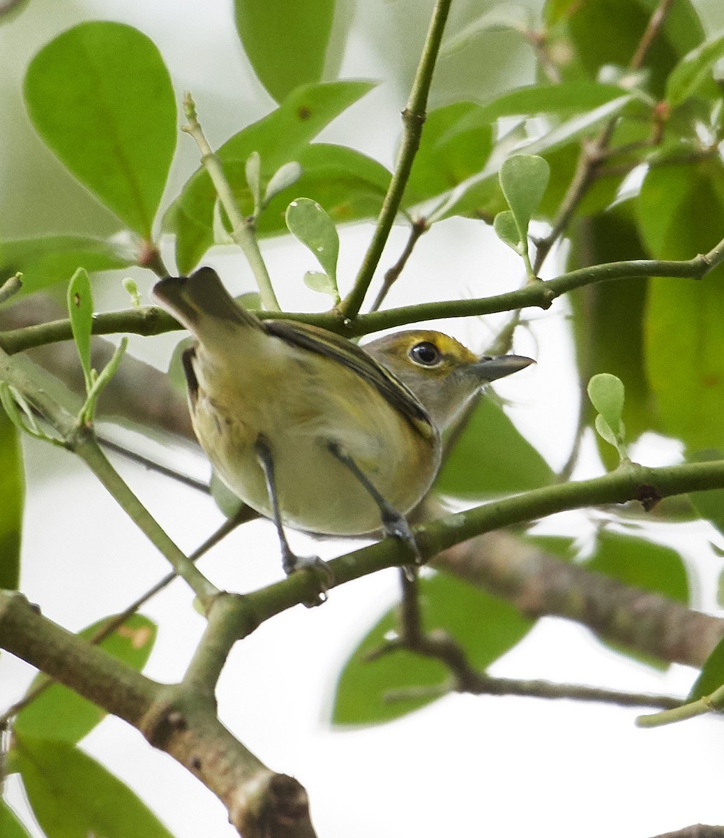 White-eyed Vireo - ML263393691