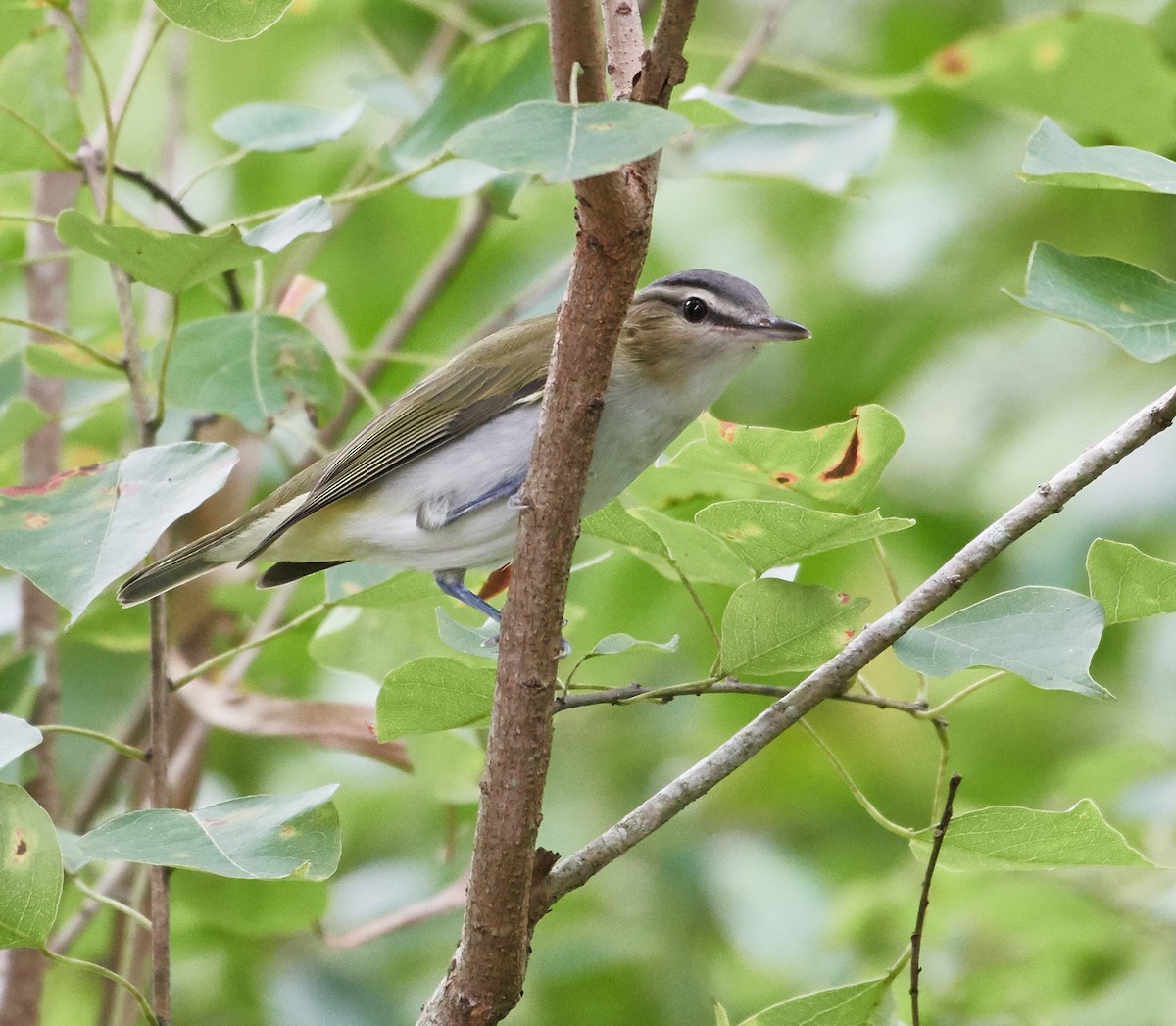 Red-eyed Vireo - ML263393711