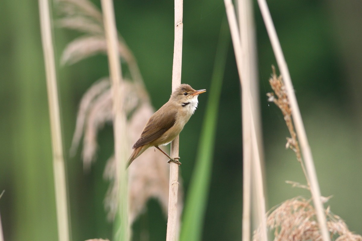 Great Reed Warbler - ML263393751