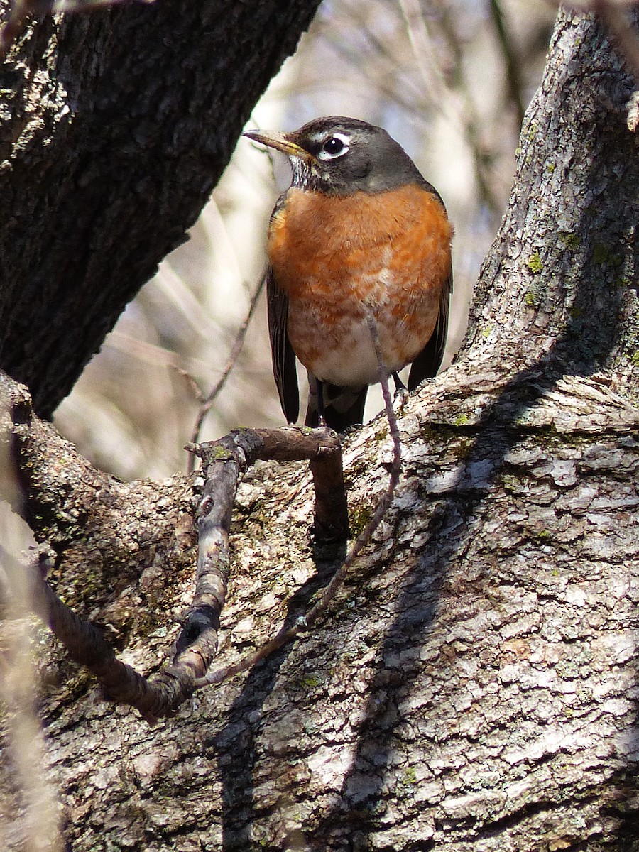 American Robin - ML26339561